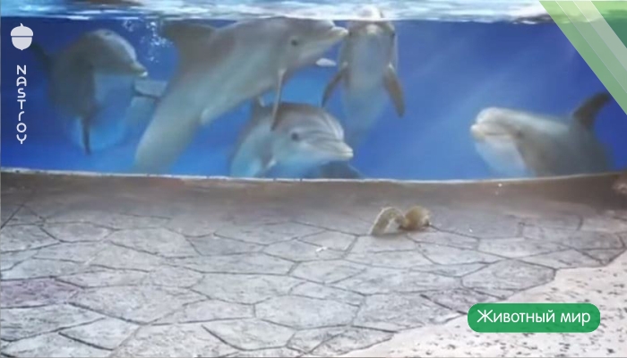 Курьез в зоопарке! Дельфины впервые встретились с белками. Только посмотрите на реакцию животных!