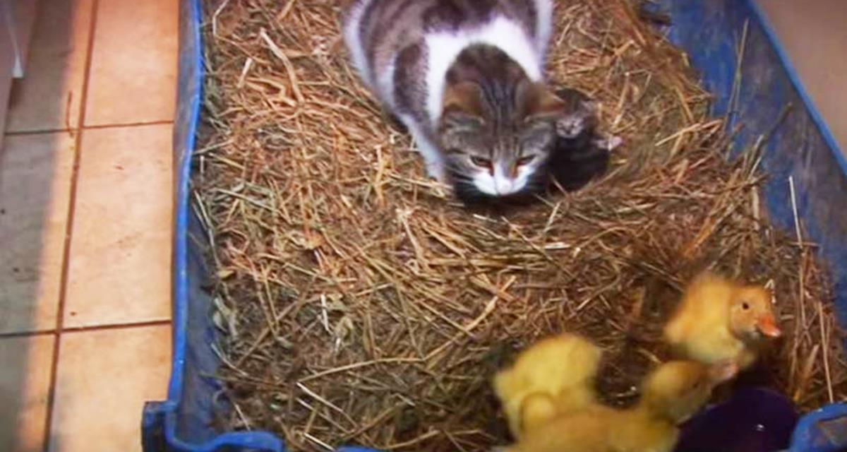 Хозяева оставили трех птенчиков наедине с кошкой. Начало видео пугает, но досмотрите до конца!