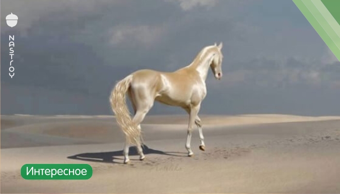 Ахал Теке: одна из самых красивых лошадей в мире!