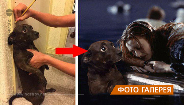 Испуганная собака стала героиней весёлого фотошоп-сражения, и вот как это выглядит