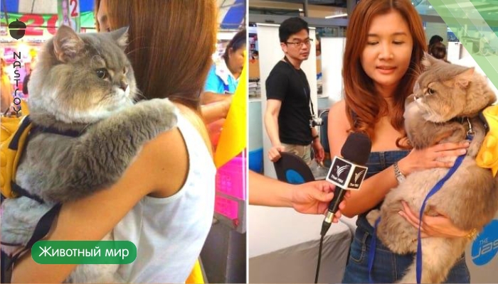 Знакомьтесь - это Бон-Бон. Он самый популярный кот Таиланда!