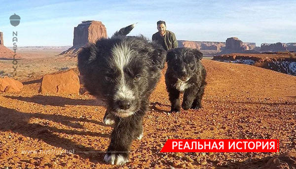 Этот мужчина нашёл двоих щенков прямо посреди пустыни. Вылечил и отправился с ними на прогулку, которую они вряд ли забудут