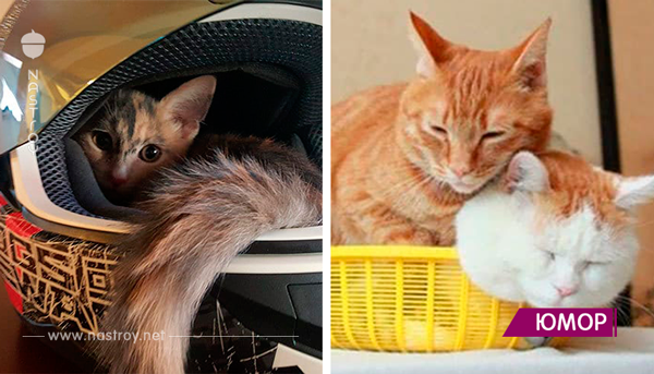 23 уморительных доказательства того, что коты где угодно найдут своё счастье