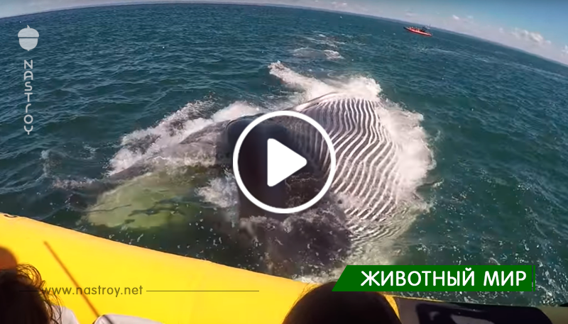 Огромный кит решил подшутить над туристами. Только взгляните, ЧТО сделал морской зверь!