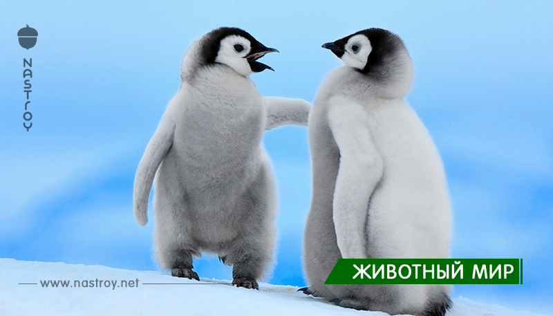 Интересные Факты о Пингвинах, которые вызовут у вас улыбку)