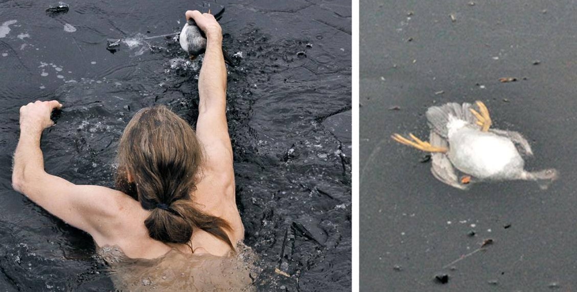 Норвежский парень спас тонущую утку из ледяного плена!