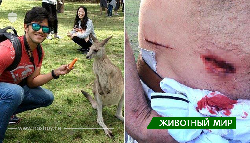 В Австралии туристы подсадили кенгуру на фастфуд. Теперь звери отбирают его у людей, оставляя жуткие раны!
