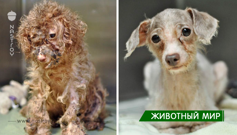 16 Фотографии до и после спасенных собак!