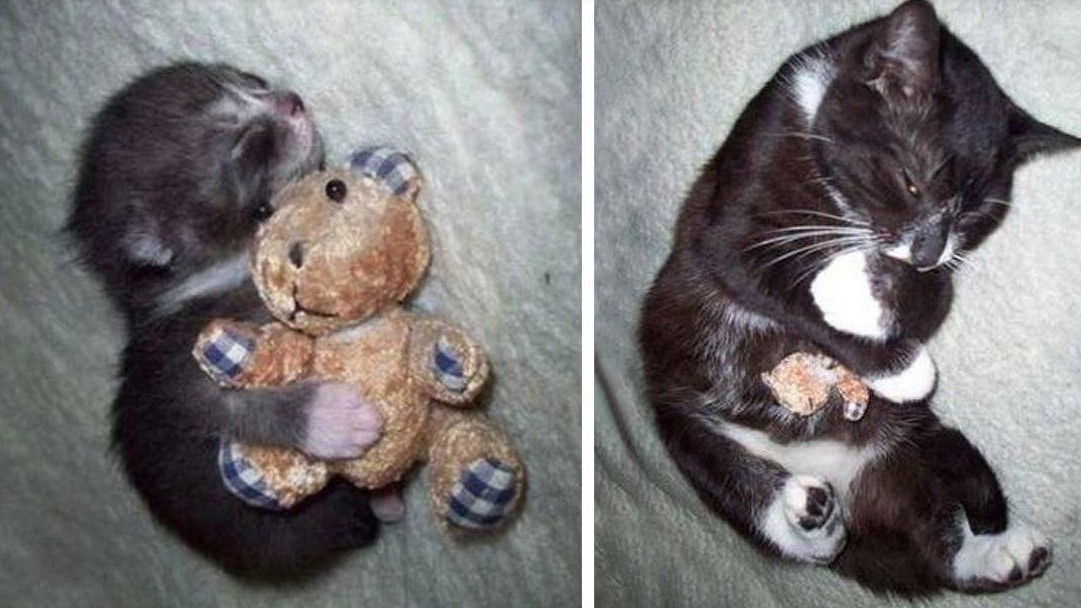 Животные с их любимыми игрушками — до и после того, как они выросли!