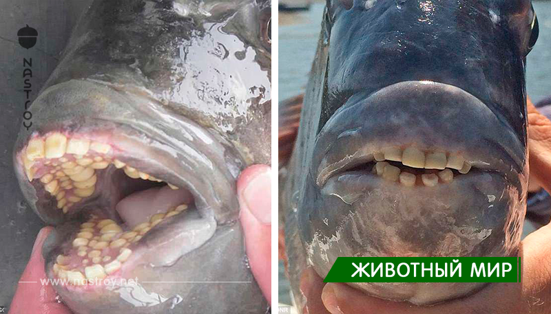 Рыбу с человеческими зубами поймали у побережья США