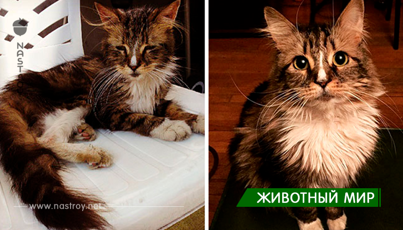 Мощные фотографий о том, как может измениться кошка после спасения!