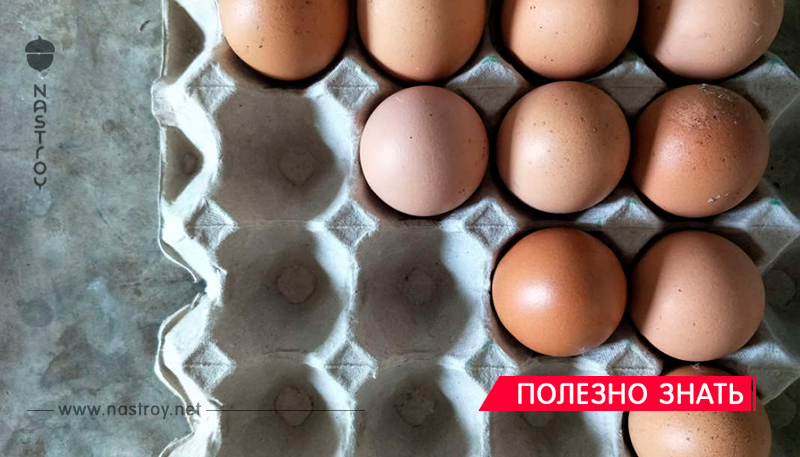 Как определить сальмонеллез в яйцах?