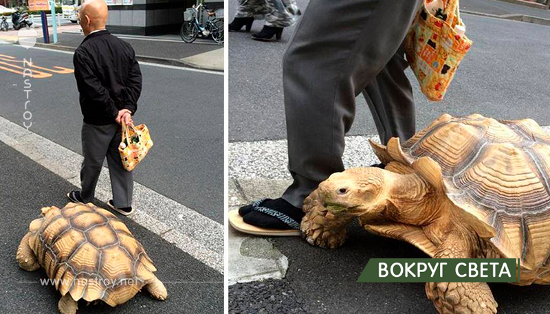 Самый терпеливый владелец питомца гуляет со своей огромной черепахой по улицам Токио!