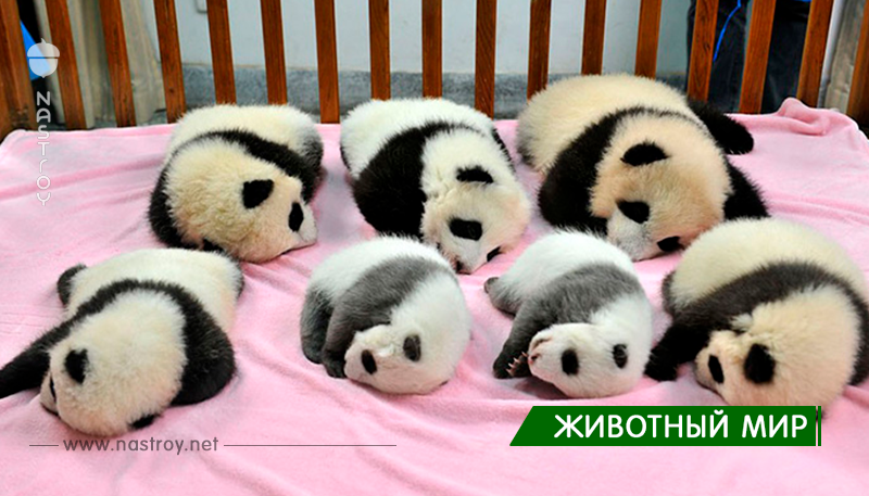 Оказывается, детский сад для панд существует. И это самое очаровательное место на Земле!