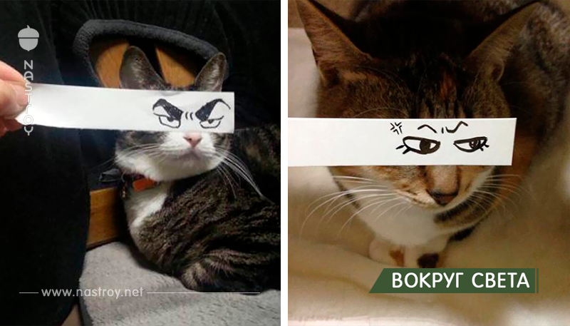 Смешные аниме глаза для кошек!