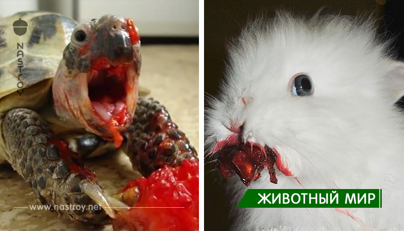 Эти 12+ животных, едящих ягоды, похожи на монстров из фильмов ужасов!