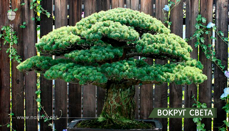 391 летний бонсай, посаженый в 1625 году, выжил после атаки в Хиросиме и продолжает расти!