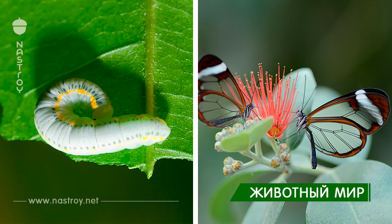 До и после: 19 трансформаций бабочек и мотыльков!