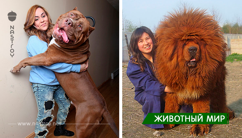 20 собак, которые не понимают, насколько огромными они выросли!