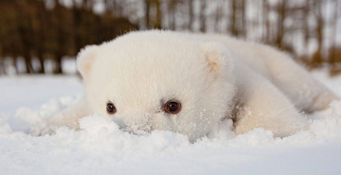 15  милых животных впервые в жизни видят снег!