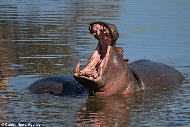 Расслабленный бегемот плавает на спине, так он расслабляется в Южной Африке!