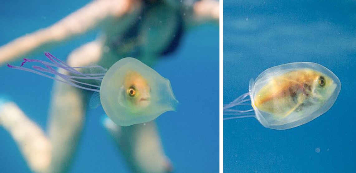 Рыба плывет, застряв в медузе — снимки из разряда один на миллион!