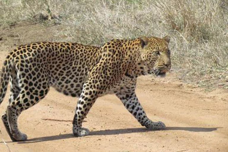 В заповеднике леопард съел 3 летнего ребенка!
