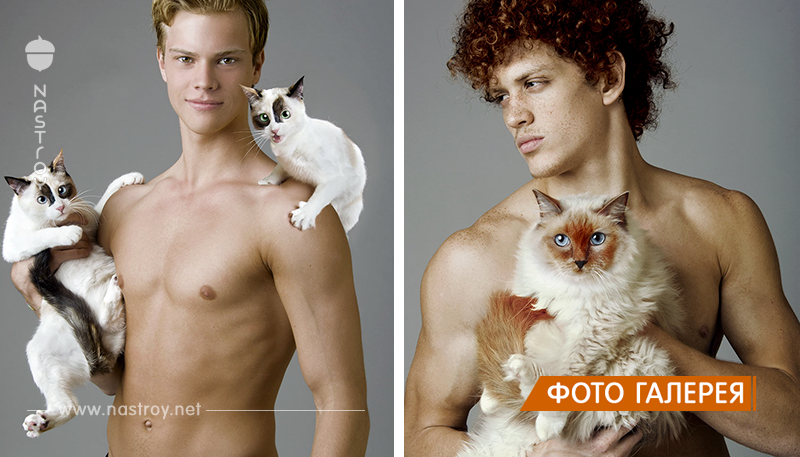 Фотограф снимает парней-моделей топлесс, которые позируют с кошками, и это просто само совершенство!