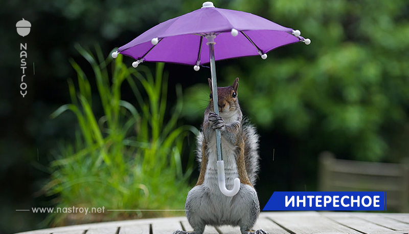 Фотограф дал белке крошечный зонтик, чтобы та укрылась от дождя!