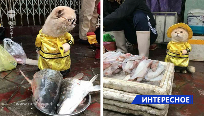 Пожалуй, самый очаровательный продавец рыбы во Вьетнаме, который взял интернет штурмом!