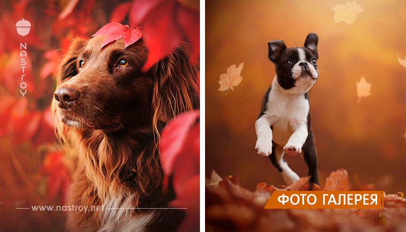 15 душевных портретов собак, наслаждающихся осенью!