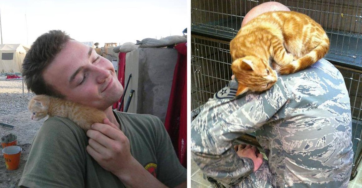15 солдат и котят, которые стали лучшими друзьями на войне