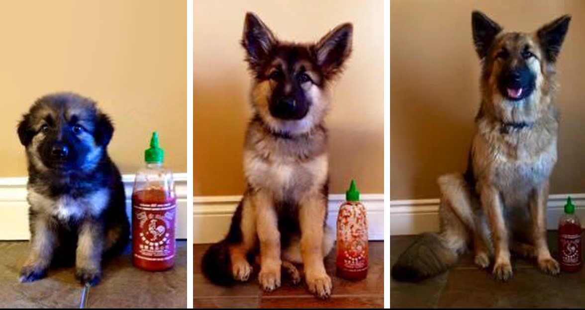 Хозяин снимает, как растет его собака, используя для сравнения бутылку с соусом!