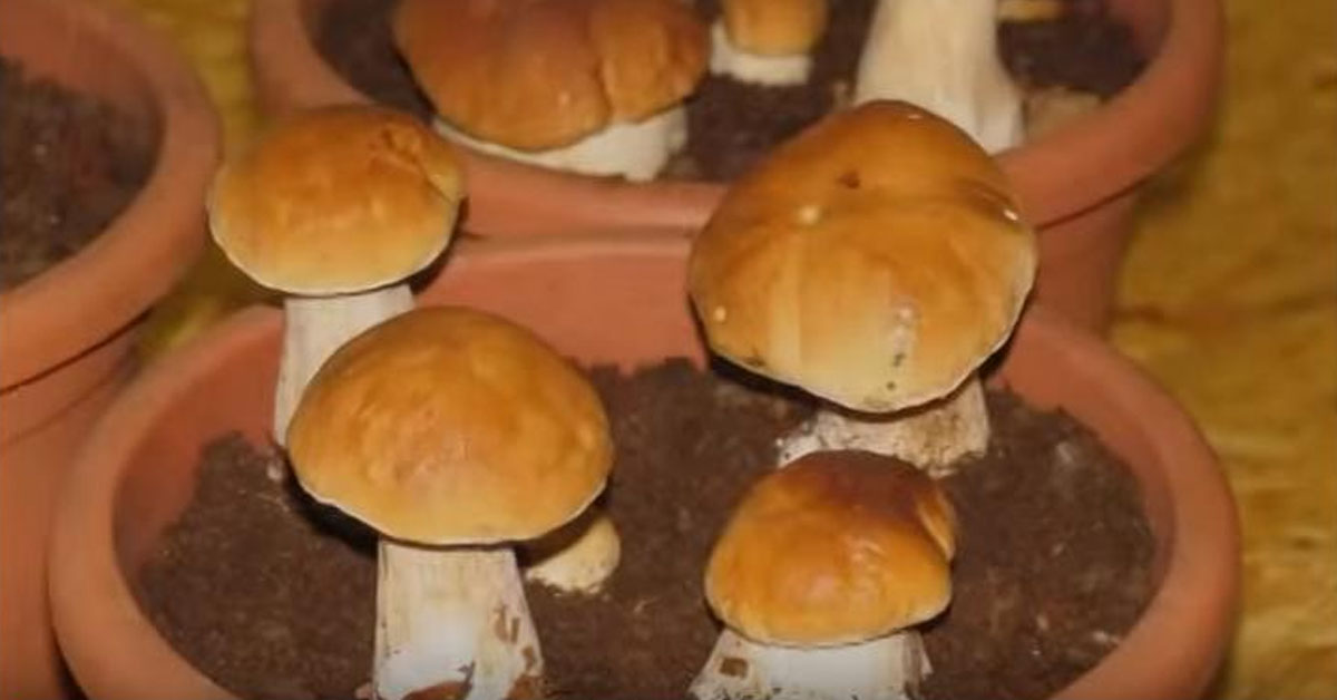 Белые грибы на подоконнике в горшках!
