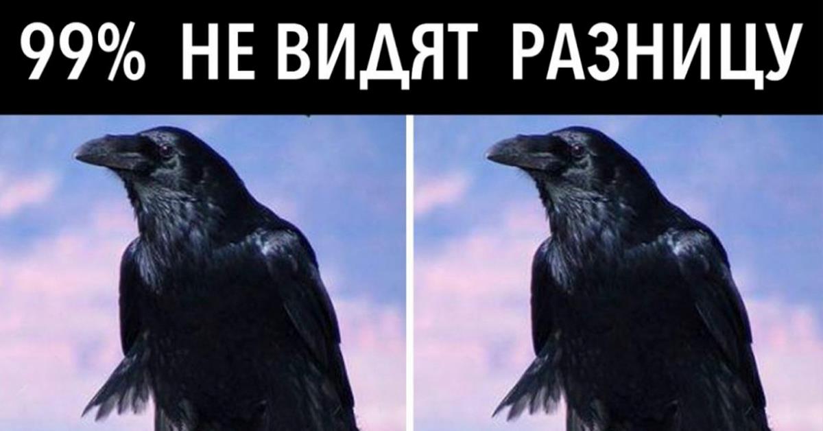 Не было видно никаких. Как видит ворона. Как видит ворон. Мем видите разницу. Ворон и ворона отличие.