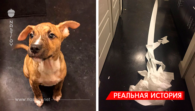 Люди влюбились в собаку, которая при помощи туалетной бумаги попыталась убрать за собой лужу, которую сделала на полу в ванной!