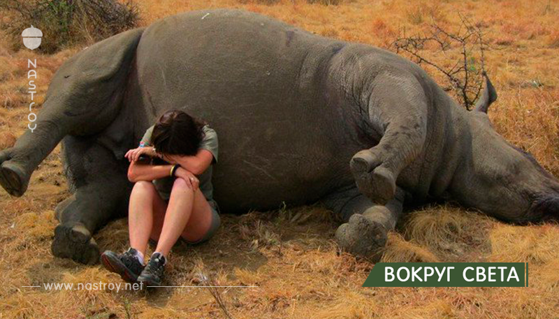 Браконьеры установили рекорд по убийству носорогов в Южной Африке!
