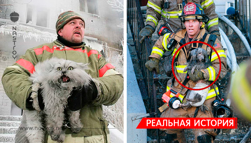 15 пожарных, которые рисковали своей жизнью, чтобы спасти животных!