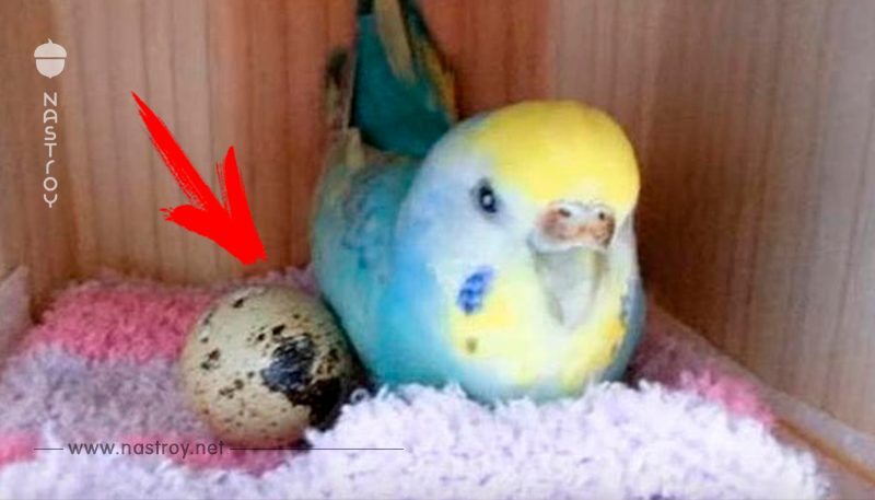 Девушка купила перепелиное яйцо в магазине и положила его в клетку к своему попугаю. Вот что вышло!