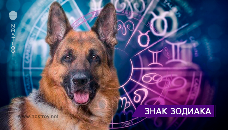Овчарка или чихуахуа? С какой породой собак у вас больше сходства — посмотрим по знаку зодиака!