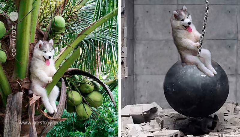 Очаровательный хаски застрял на кокосовом дереве, интернет-сообщество решило ему помочь ... с помощью Photoshop!