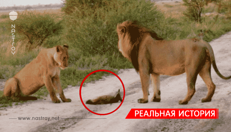 Два льва приблизились к раненому лисенку… Затем произошло то, что не поддается объяснению!