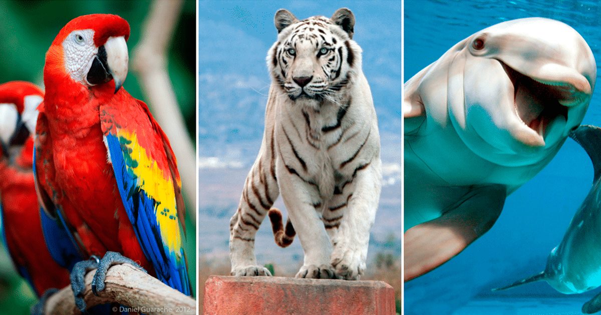 10 самых красивых животных на планете   некоторые скоро из них исчезнут