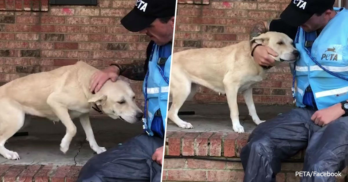 Испуганная собака счастлива увидеть спасателей: хозяева бросили ее во время урагана