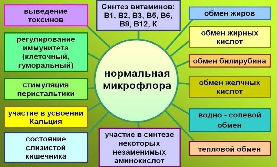 Лактобактерия Lactobacillus spp: особенности, расшифровка и норма