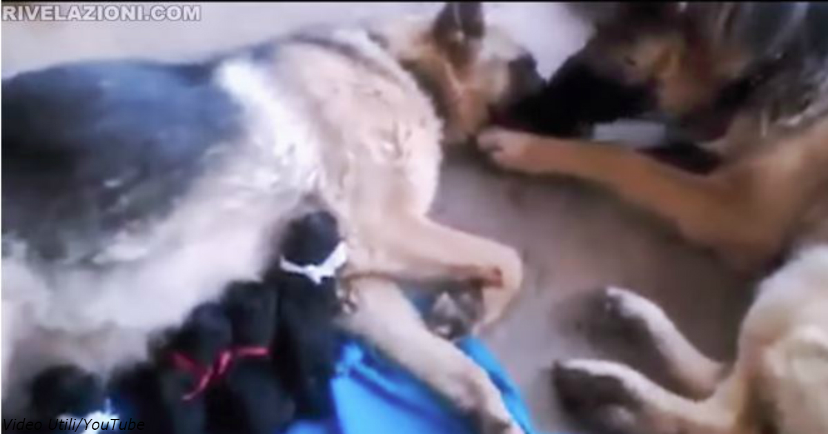 Видео, как пес жалеет свою подругу после долгих родов, растрогало пользователей сети