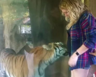 Женщина хотела сделать селфи с тигром. Но он заметил ее беременность и повел себя очень необычно