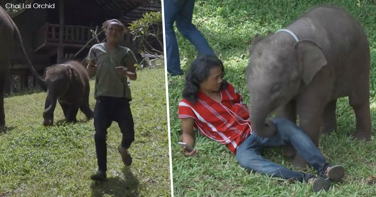 Маленький слоненок не может перестать обнимать туристов в Таиланде
