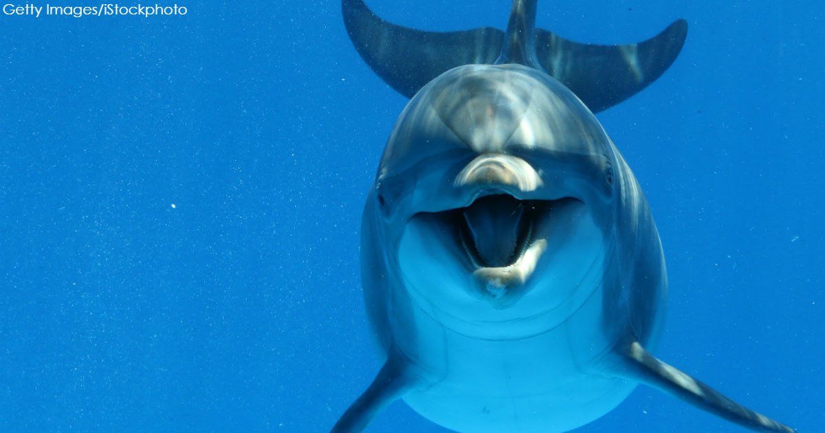«Начал тянуть на дно»,   Ирена Понарошку рассказала о домогательствах со стороны дельфина