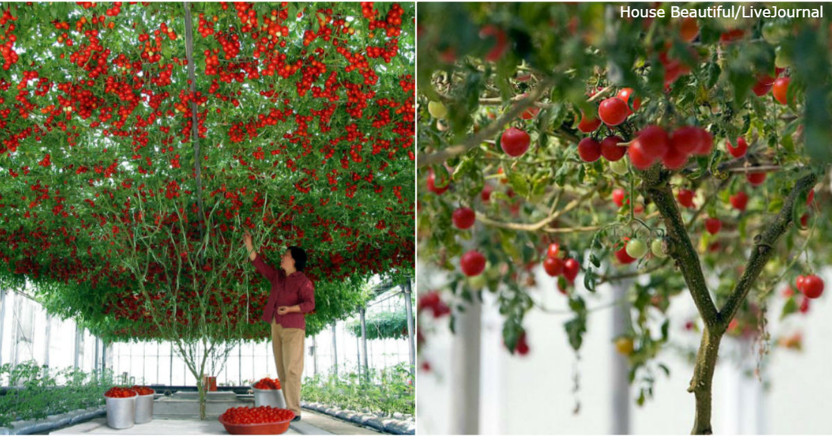 В Израиле вывели ″томатное дерево″. Урожай   огромный!